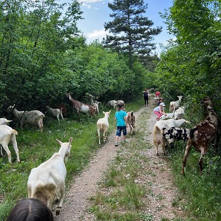 Tmbin'S Barn - Nature, Horses, Family Sežana Buitenkant foto