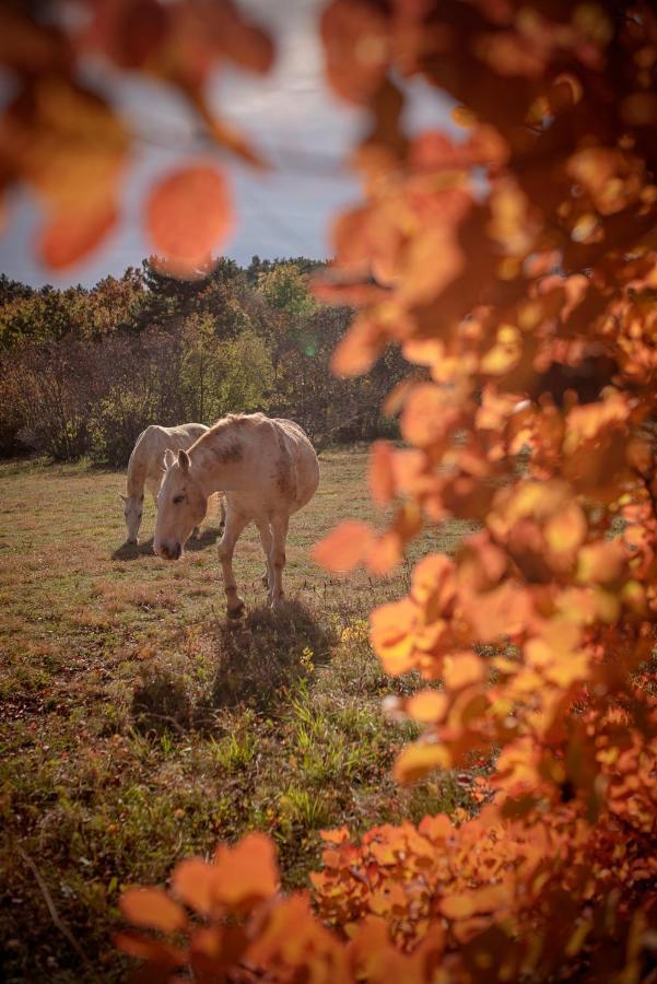 Tmbin'S Barn - Nature, Horses, Family Sežana Buitenkant foto