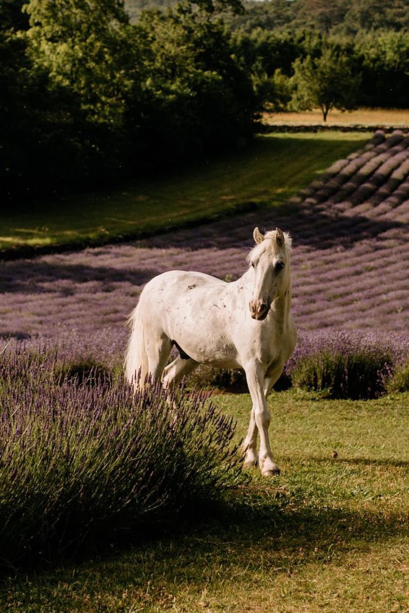 Tmbin'S Barn - Nature, Horses, Family Sežana Buitenkant foto